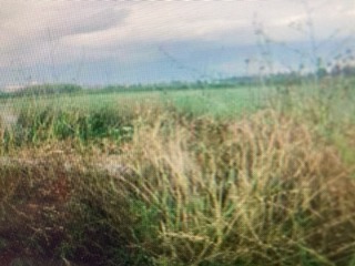 Αγροτεμάχιο  σε πλειστηριασμό Δήμος Καλαμάτας