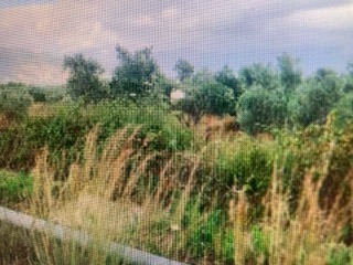 Αγροτεμάχιο  σε πλειστηριασμό Δήμος Καλαμάτας