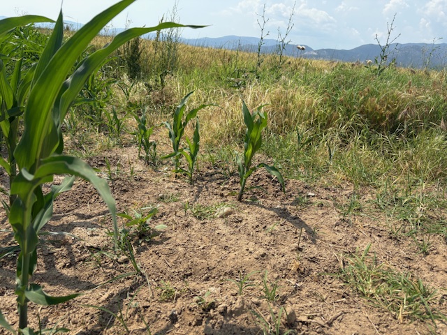Αγροτεμάχιο  σε πλειστηριασμό Δήμος Νέστου