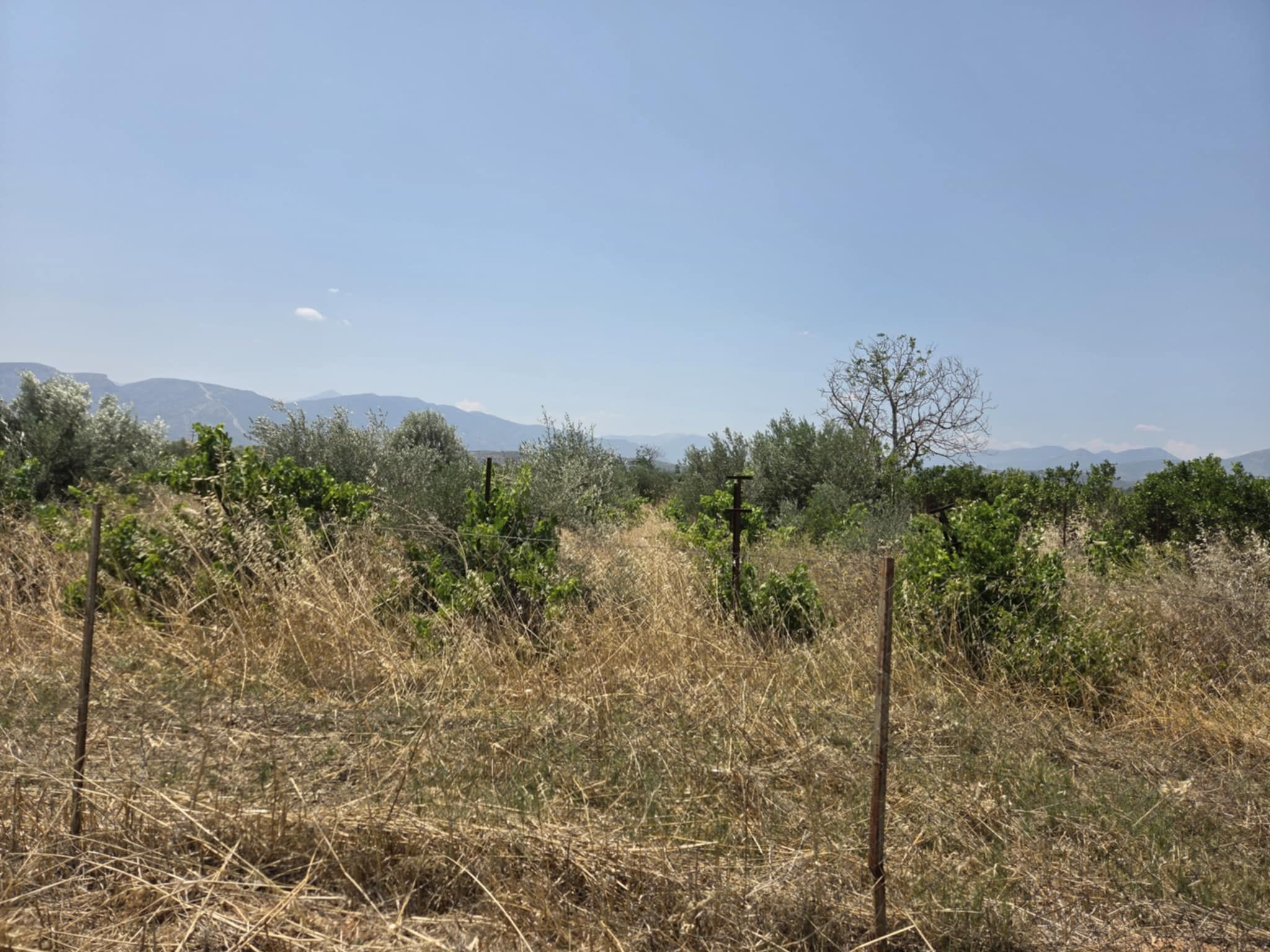 Αγροτεμάχιο 6000 sq.m. σε πλειστηριασμό Municipality of Argos - Mycenae