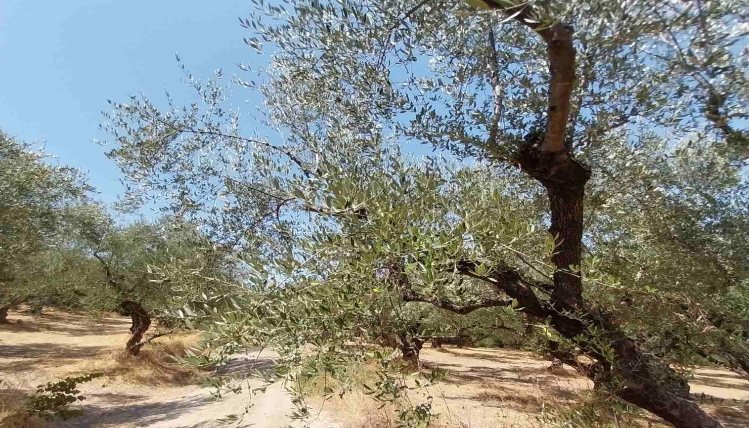 Αγροτεμάχιο  σε πλειστηριασμό Δήμος Μεσσήνης