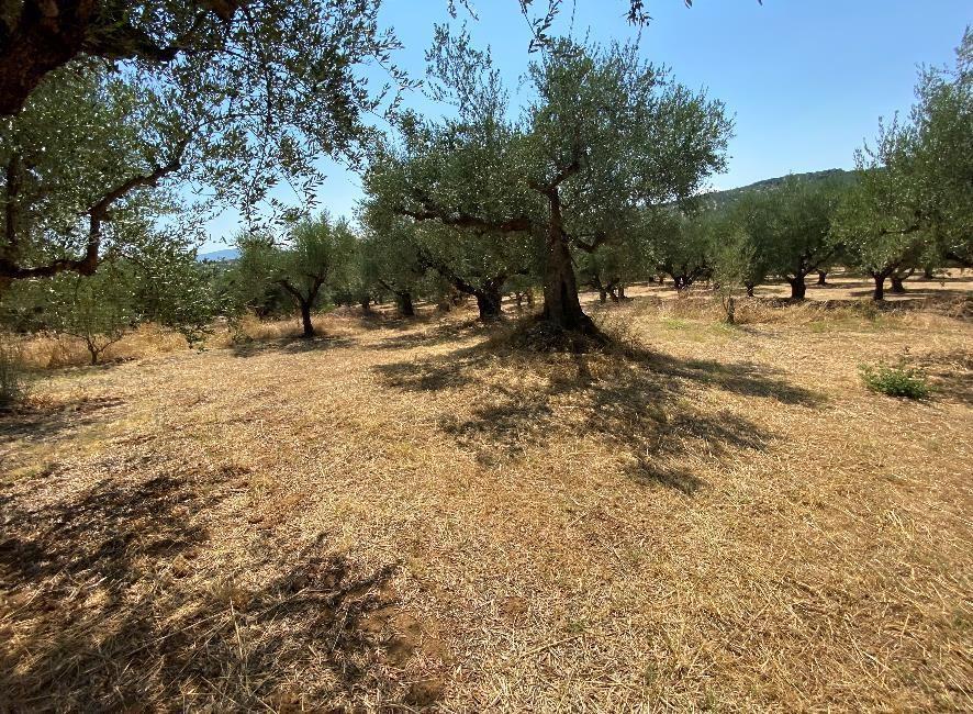 Αγροτεμάχιο  σε πλειστηριασμό Δήμος Μεσσήνης