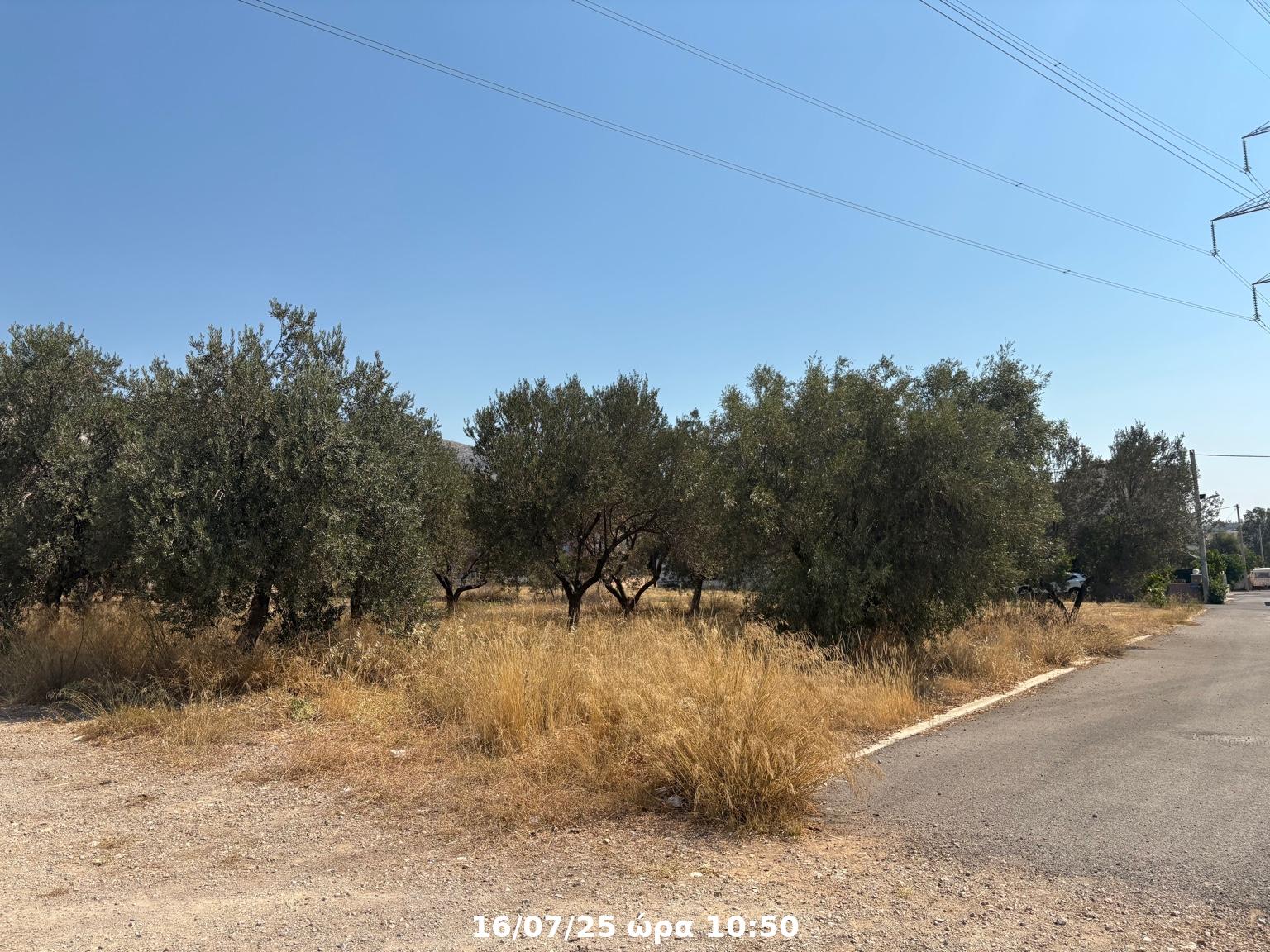 Οικόπεδο  σε πλειστηριασμό Tribe Municipality