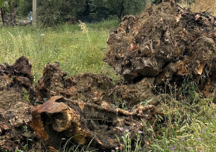 Οικόπεδο 567 τ.μ.