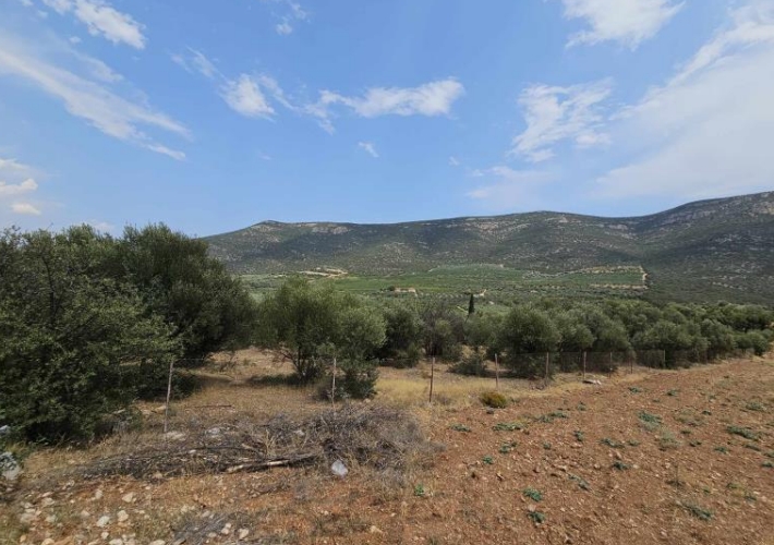 Αγροτεμάχιο 12.299 τ.μ.