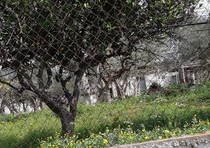 Αγροτεμάχιο - ελαιώνας 17.702 τ.μ.