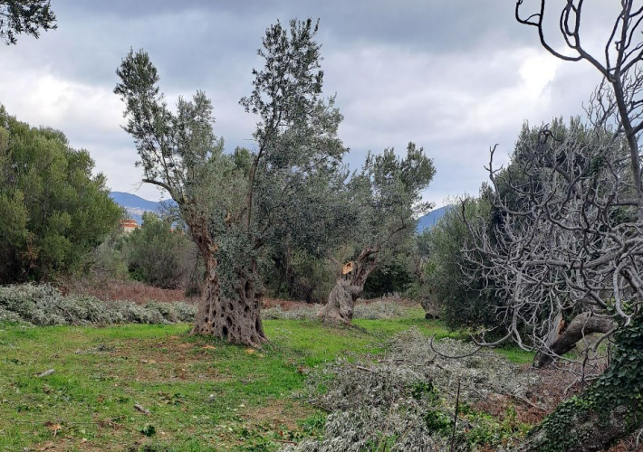 Οικόπεδο 3.724 τ.μ.