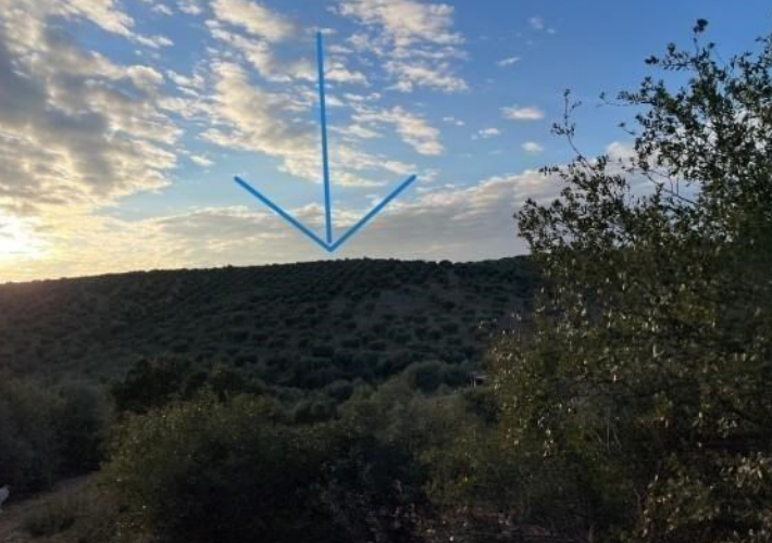 Αγροτεμάχιο - ελαιώνας 37.383 τ.μ.