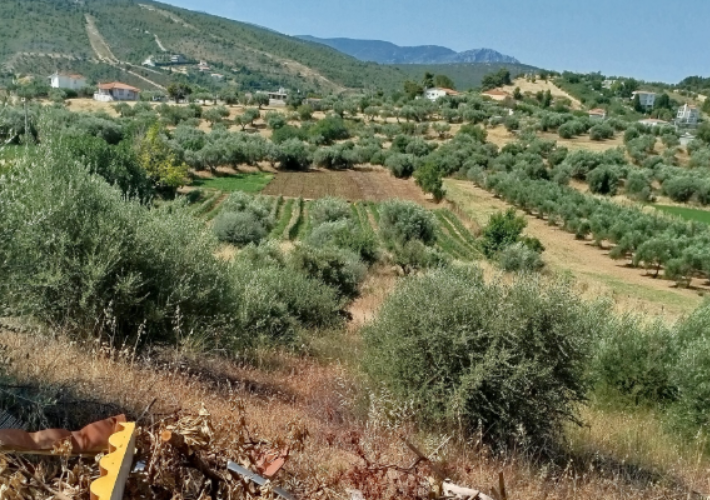 Αγροτεμάχιο 9.040 τ.μ.